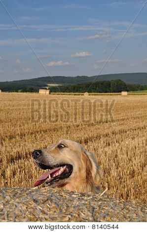 Naturel köpek