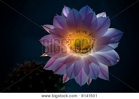 Kaktus blomst