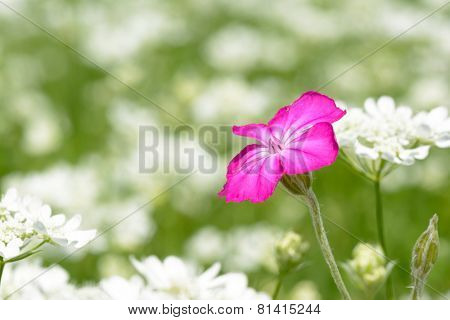 Summer different color flowers on meadow