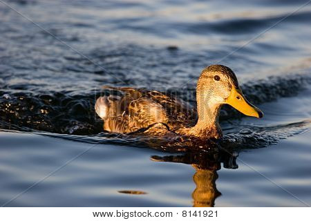 Anatra selvatica nel lago