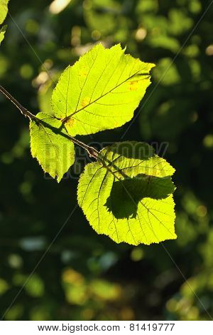 Beautiful Leaves Of A Hazlenut Tree In Detail