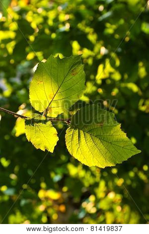 Beautiful Leaves Of A Hazlenut Tree In Detail