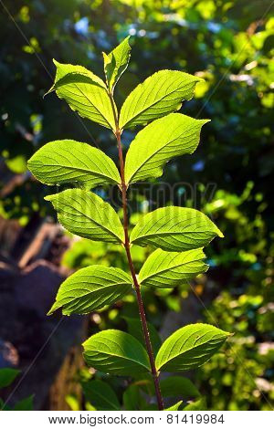 Beautiful Leaves Of A Hazlenut Tree In Detail