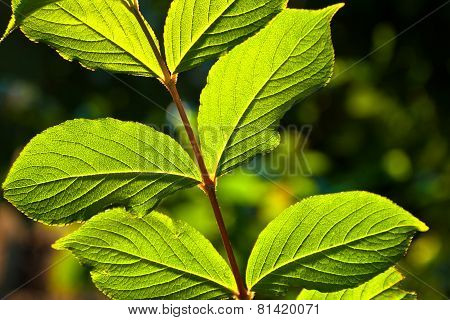 Beautiful Leaves Of A Hazlenut Tree In Detail