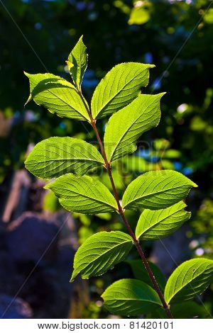 Beautiful Leaves Of A Hazlenut Tree In Detail