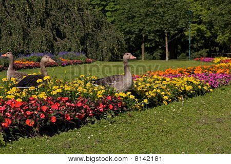 Gooses i flower bed