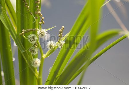 Bur-Reed-Pindsvineknop