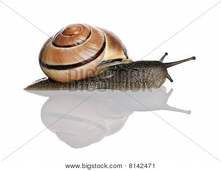 Haven sneglen foran en hvid baggrund, Studio skud