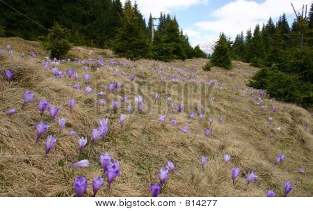 Krokus