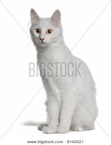 Angora Turc