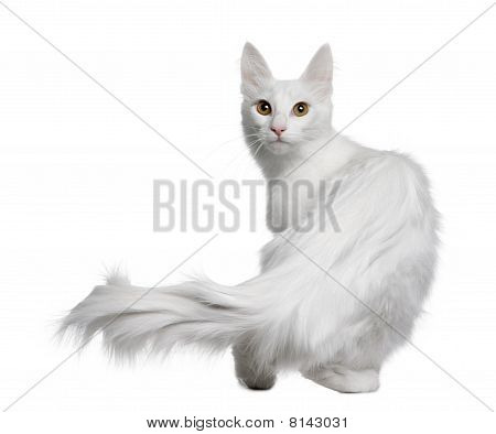 Török angóra (18 hónapos régi)