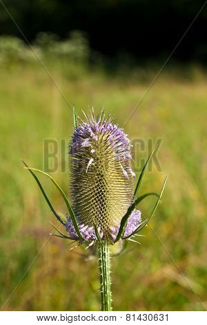 Beautiful Thistle In The Meadow