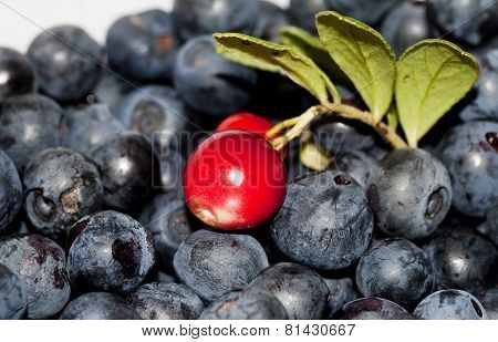 berries from the forest
