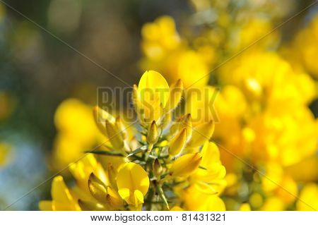 Common Gorse Yellow Flowers