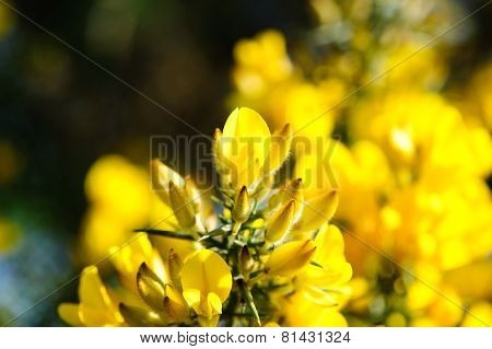 Ulex Europaeus, Gorse, Common Gorse