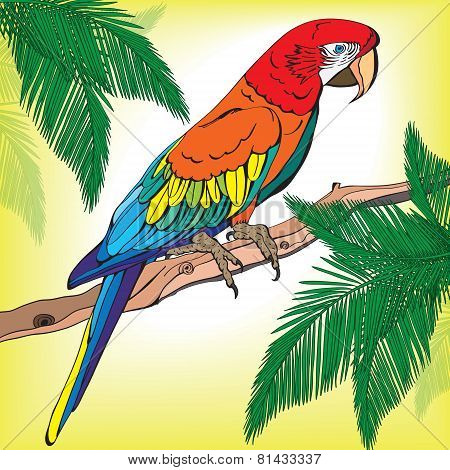 Parrot Macaw