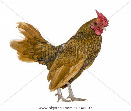 ทอง Sebright ระกา 1 ปี ยืนด้านหน้าพื้นหลังสีขาว