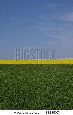 Gräs, rapsfält och blå himmel