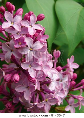 Lilas