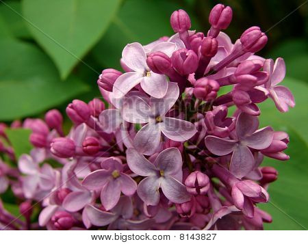Lilas