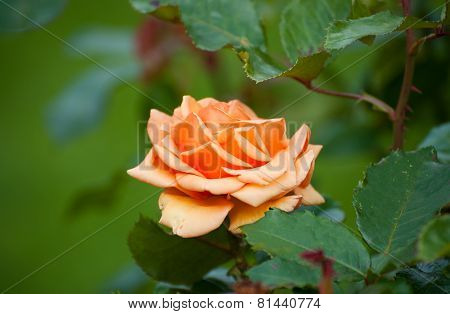 Orange Rose, Sort The Cheshire Regiment