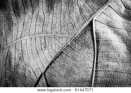 Dry Leaf