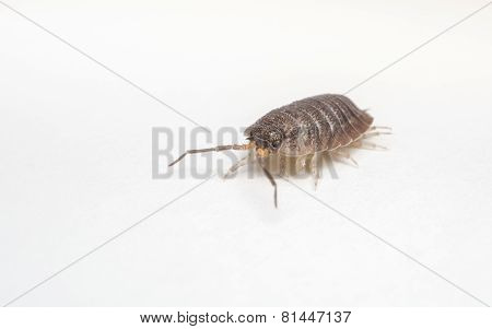 Macro photo of a Woodlouse on a white background