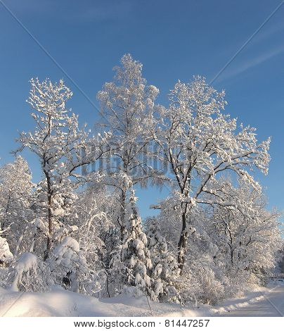Snowy Forest