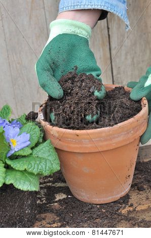 Potting Flowers
