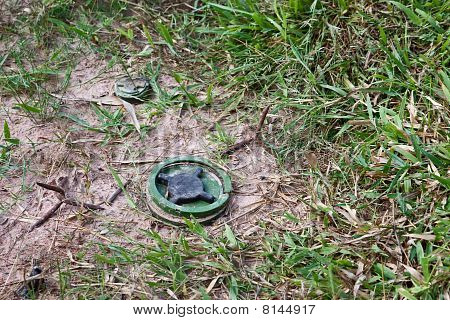 Mina e spighe In un campo