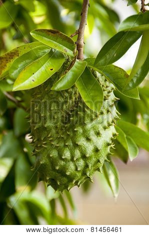 Soursop
