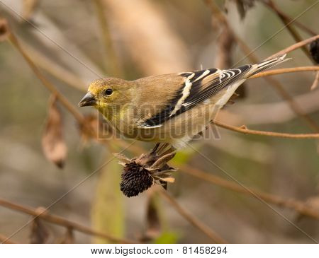 American Goldfinch