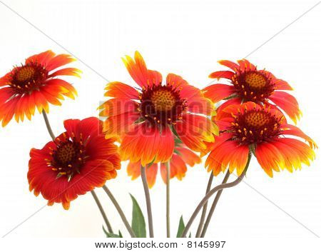 Flores escarlatas