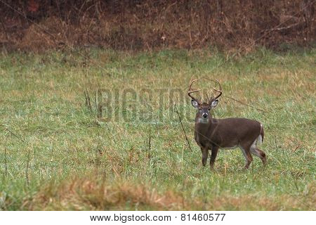 Large White-tailed Deer Buck
