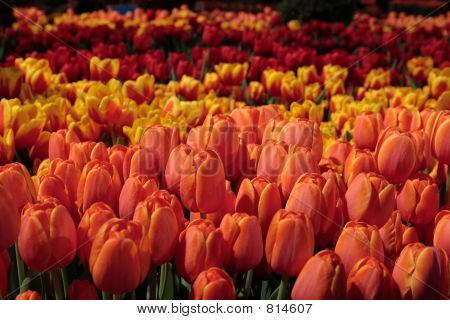 Tulipany