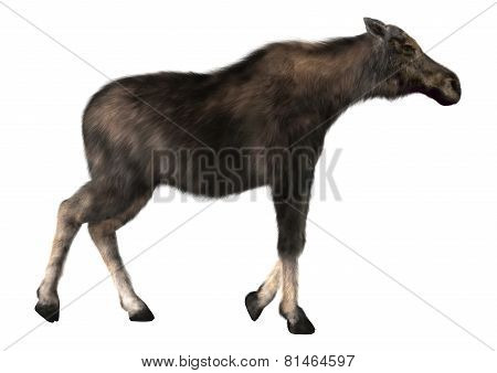 Female Moose