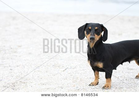 Dackel Hund auf dem sand