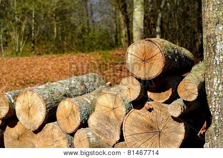 Outdoor stacked woodpile