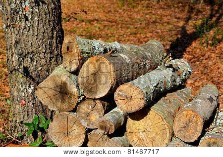 Firewood drying outdoors