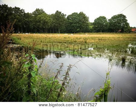 Landscape with swans
