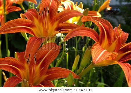 Tre Orange Daylillies