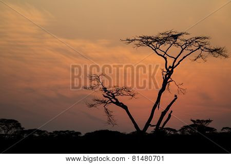 Silhouette Of A Tree In Sunrise
