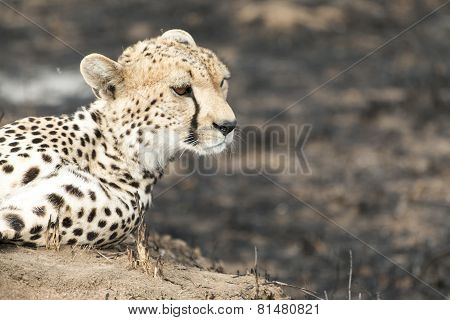 Cheetah Sitting On A Termite Mound