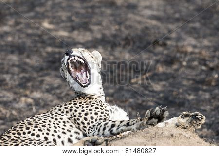 Cheetah Sitting On A Termite Mound And Yawning