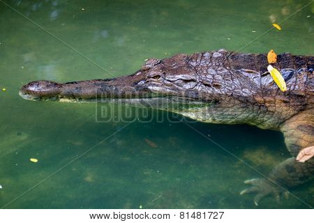 aligator, head and neck close-up