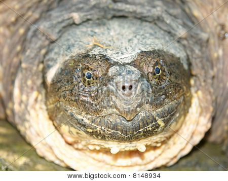 เต่า (Chelydra serpentina)