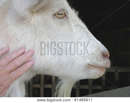 Farm Friends