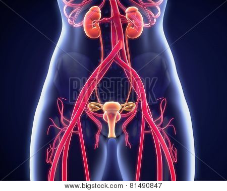 Female Urogenital Anatomy