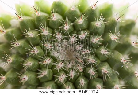 Center Of Cactus, Golden Ball Cactus