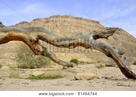 Dead Dry Tree In Negev Desert.